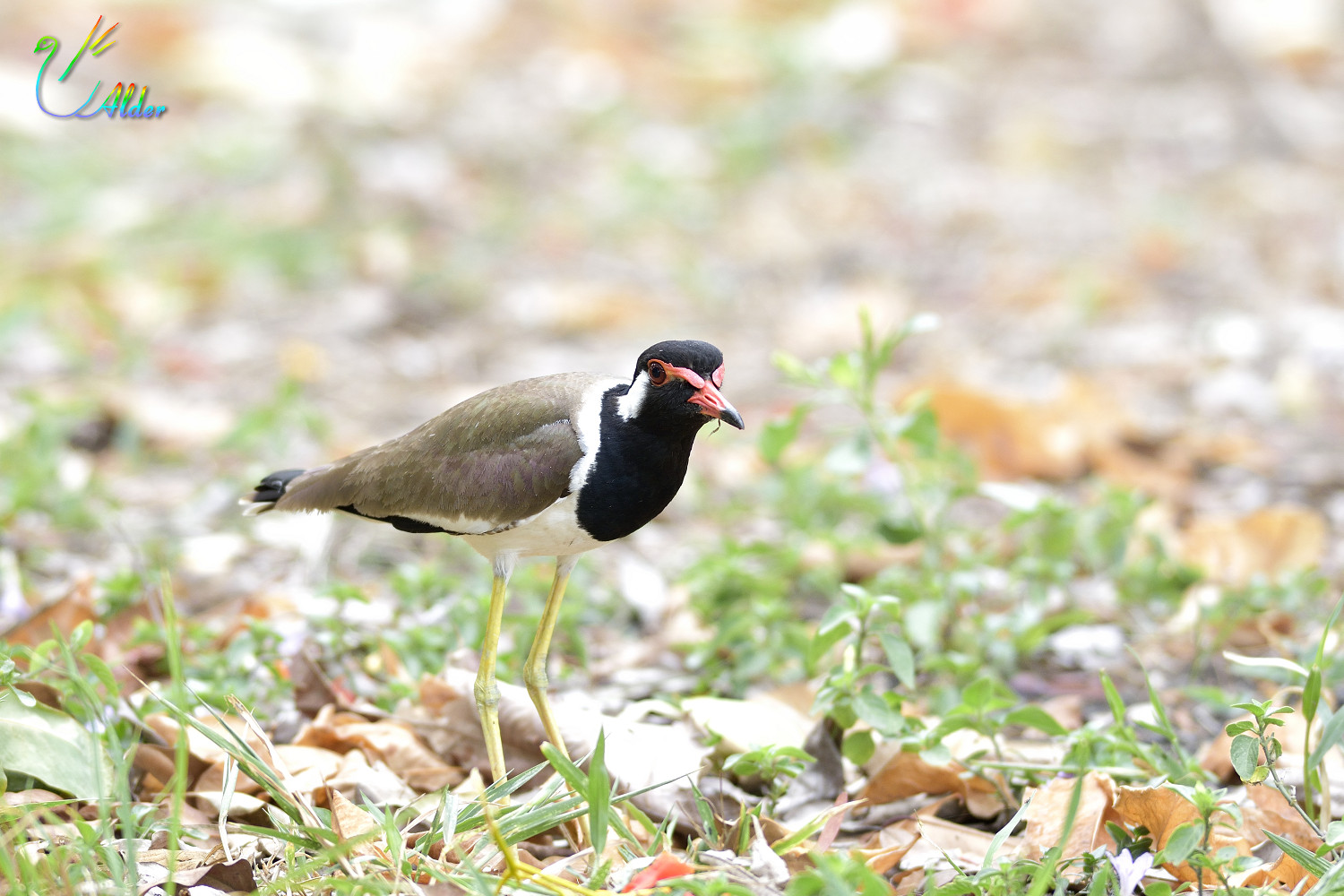 Red-wattled_Lapwing_3430