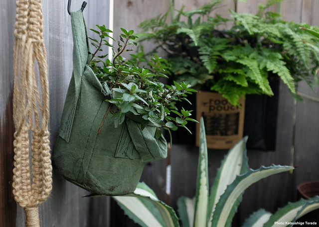 Hanging Plants with Root Pouch