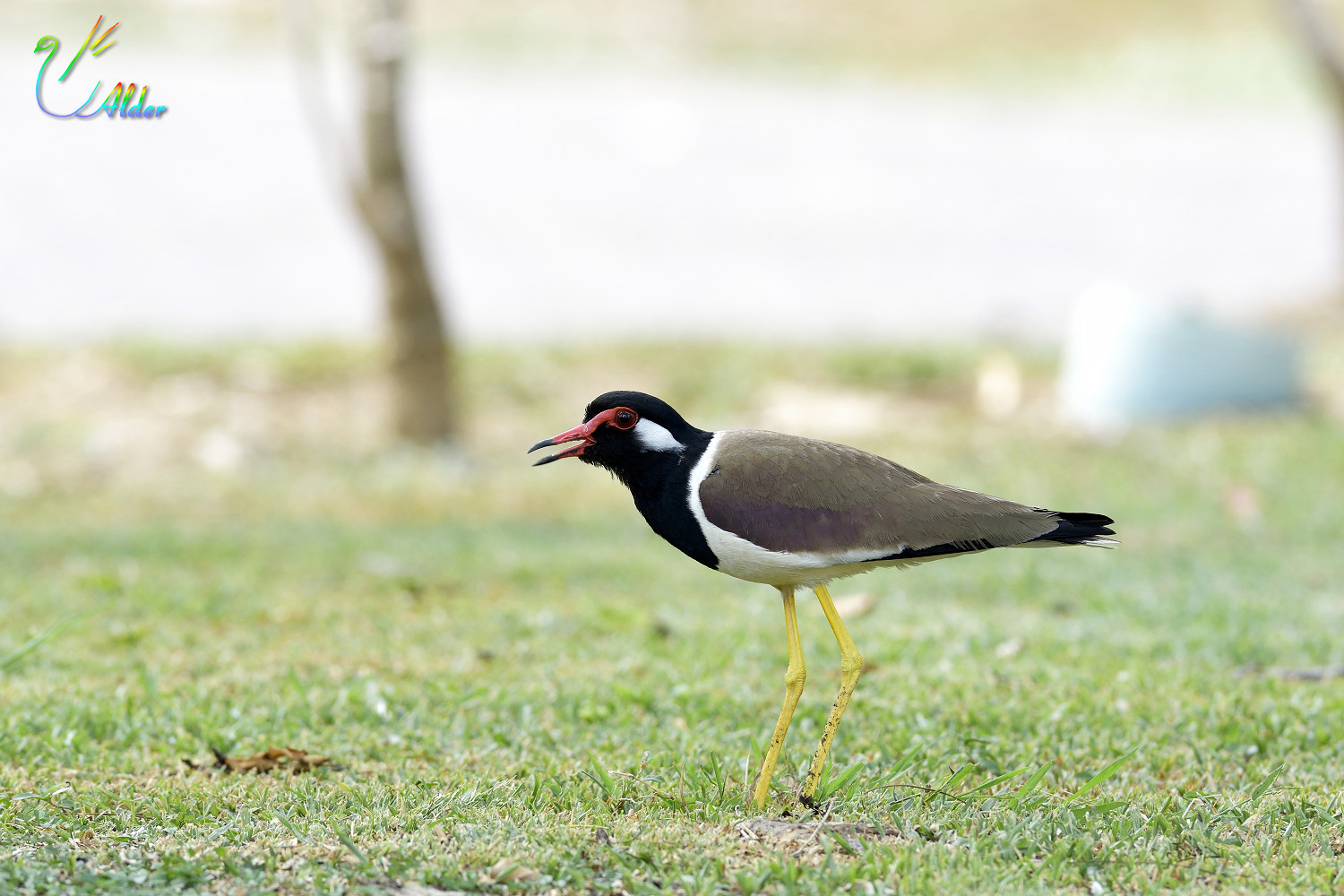 Red-wattled_Lapwing_4020