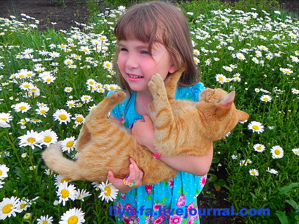 Дочь Эмилия, кот Рыжик и поляна ромашек:) 