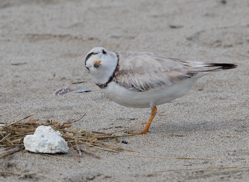 Female Piping Plover