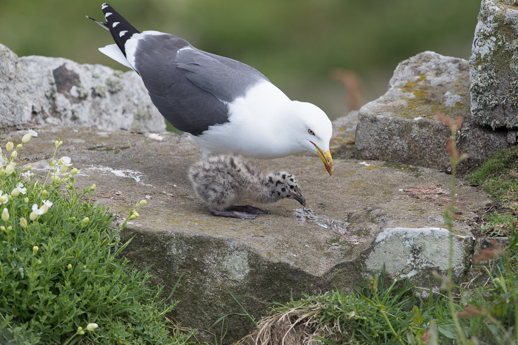Lesser Black-backed Gull Isle of May,Scotland 2016