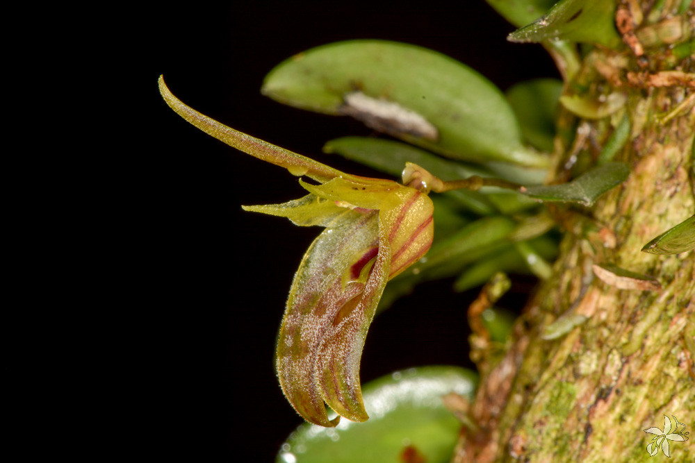 Barbosella australis