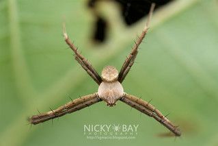 Multi-coloured cross spider (Argiope sp.) - DSC_6131