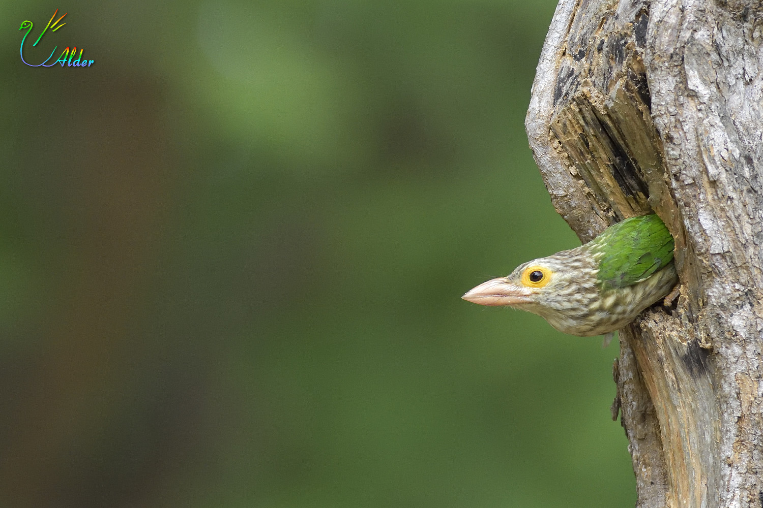 Lineated_Barbet_5677