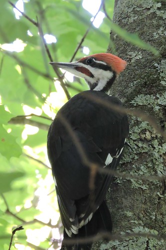 Pileated woodpecker #91 Lifer #155