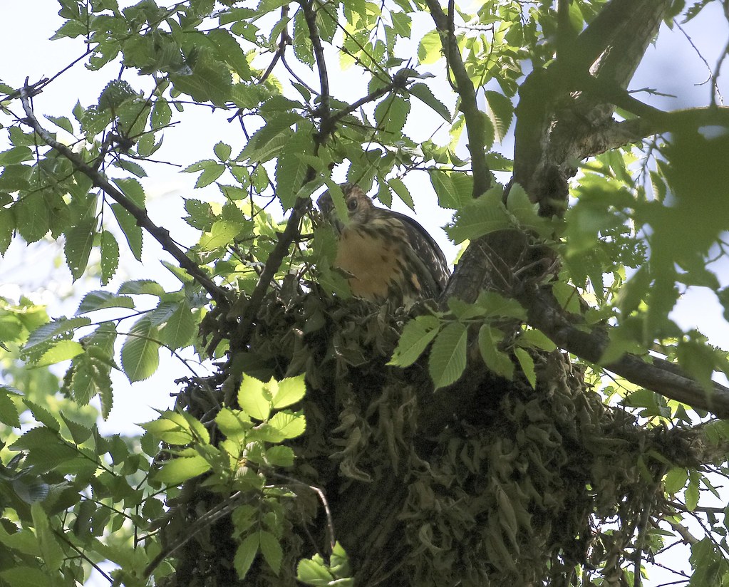 Exploring a squirrel nest