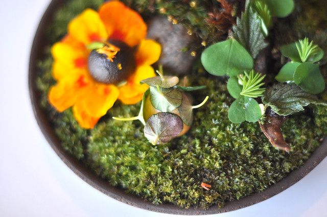 Restaurant Noma: Solbær med gæret fløde, syltet og røget vagtelæg og knækbrød med myrer og urter