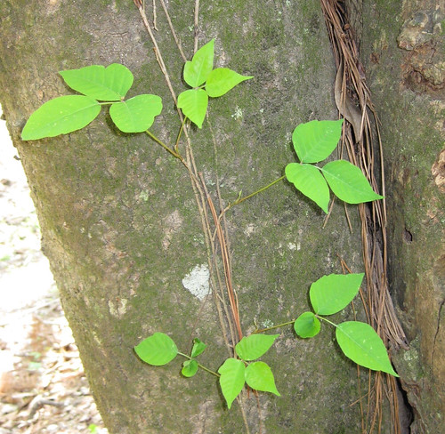 Poison Ivy