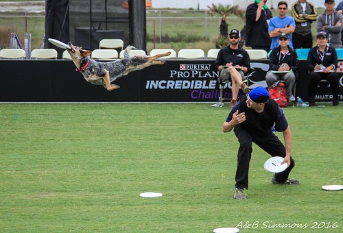 This is why disc dog Vader is known as the high-flying Cattle Dog