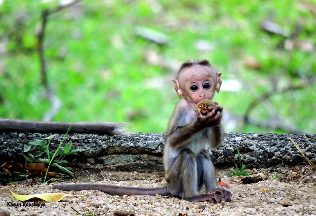 Baby Toque macaque.....