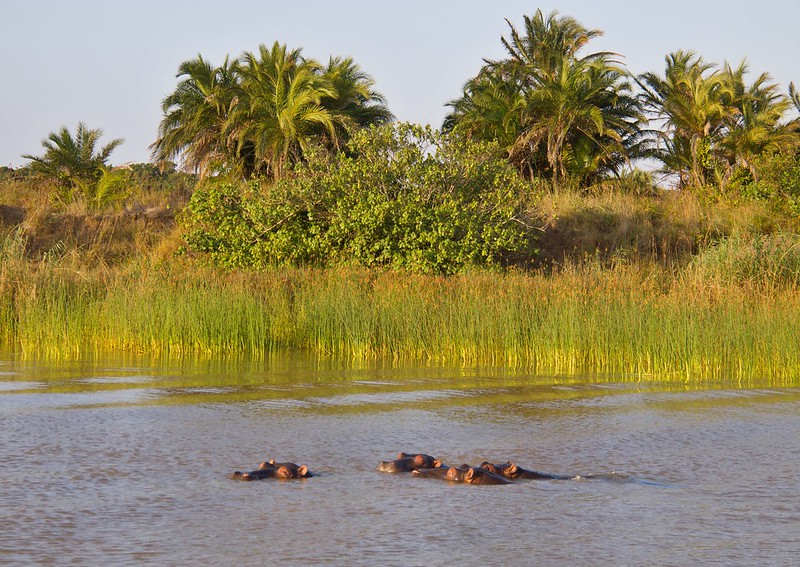 Por el norte de SUDÁFRICA. Montañas, playas, fauna y sus gentes - Blogs de Sudáfrica - Hipopótamos en Santa Lucía: PN iSimangaliso Westland Park (19)
