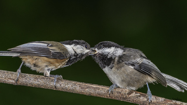 Blacked-Capped Chickadees