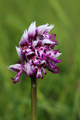 Monkey Orchid Orchis simia