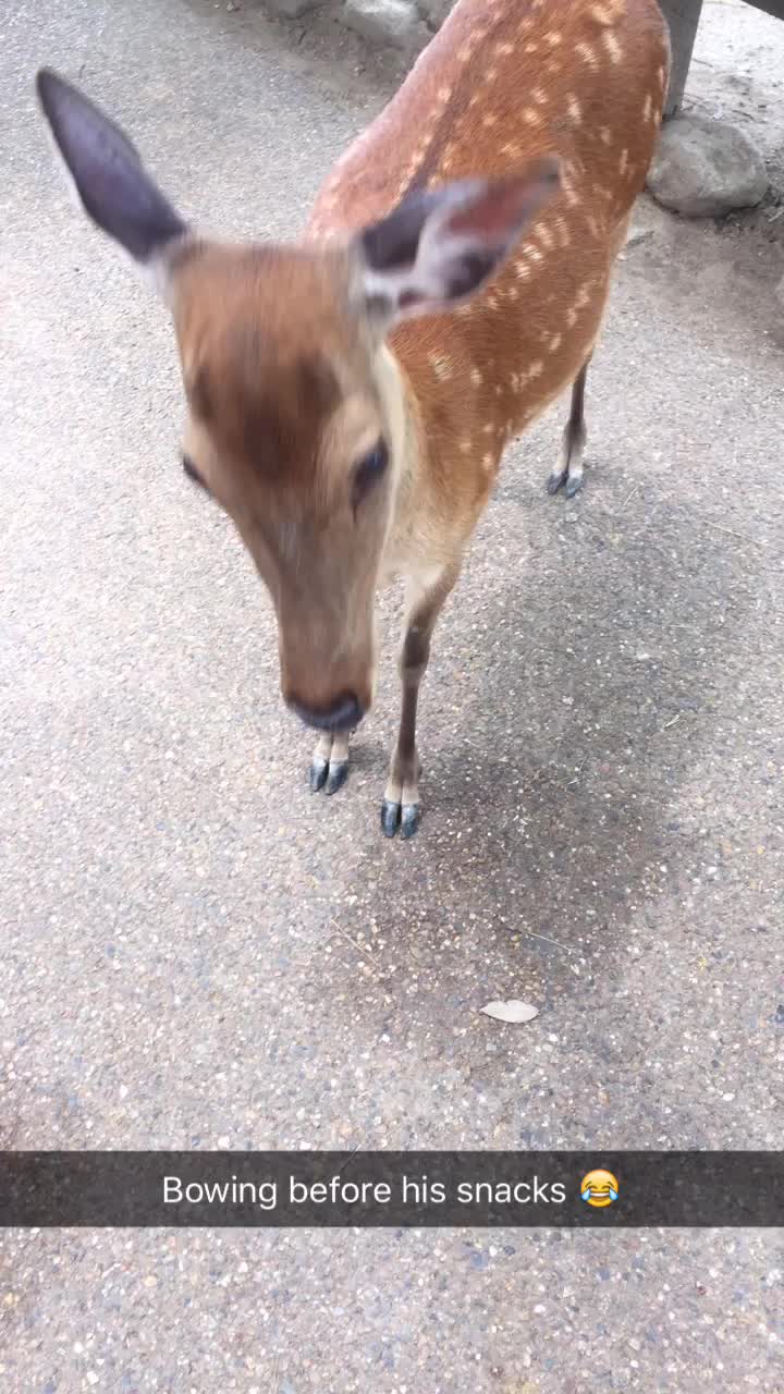 Deers in Nara