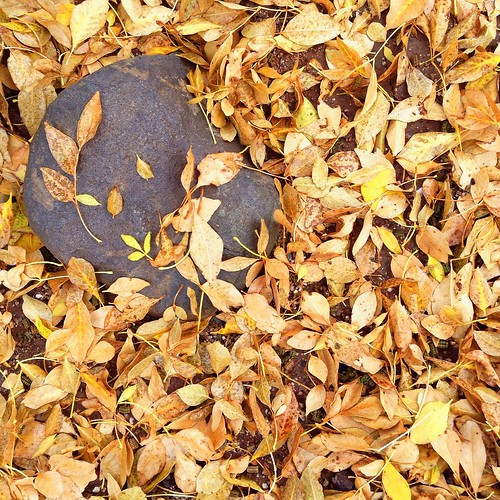 Fallen leaves 🍂