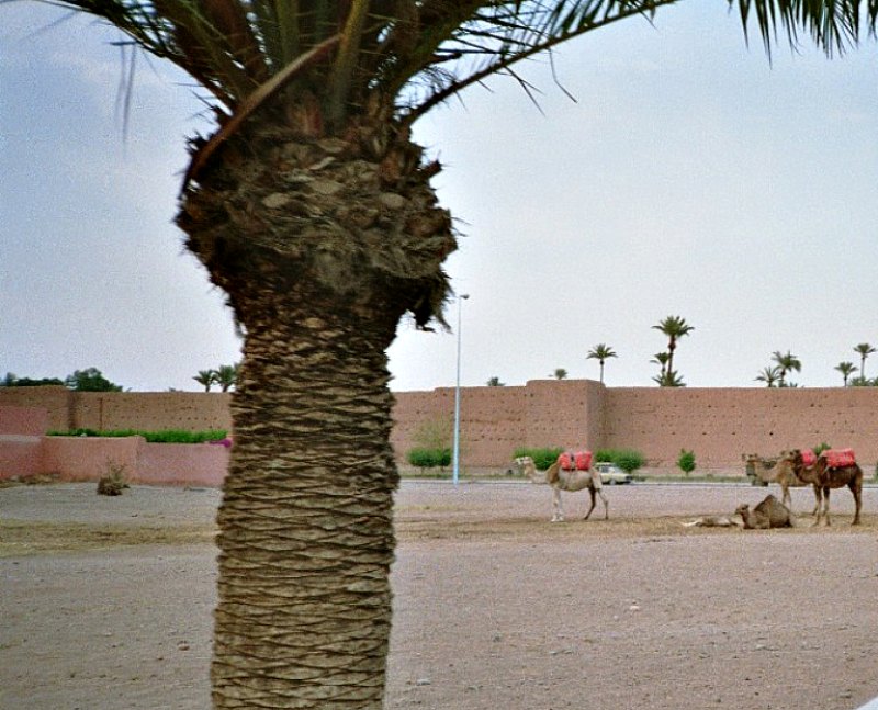 Camels outside Marrakesh