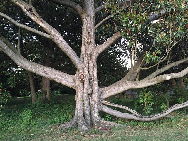 Kang Tree