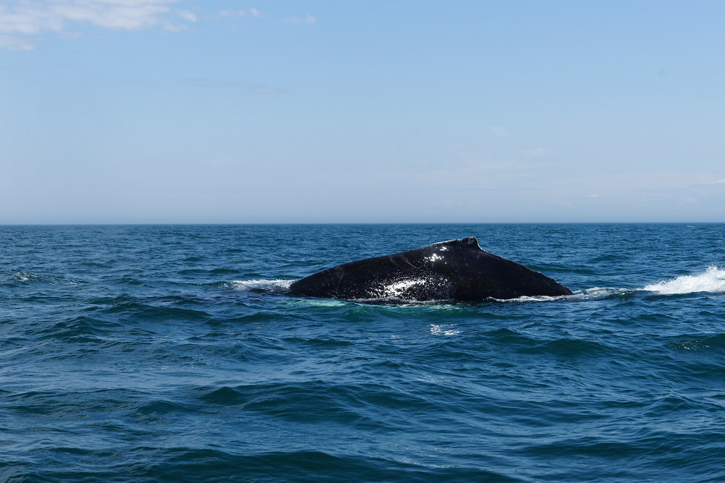 Whale In Bay Of Fundy