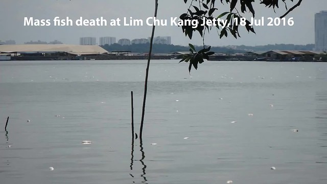 Dead farmed fish at Lim Chu Kang, 18 Jul 2016