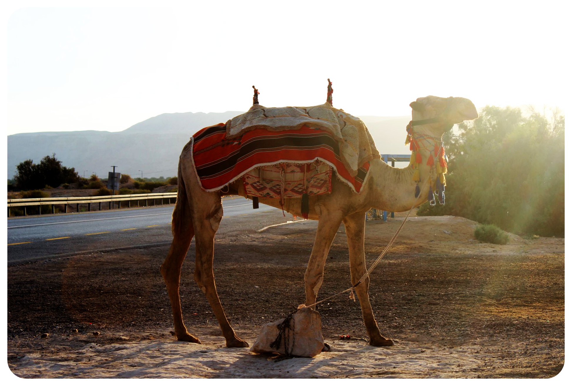 israel camel