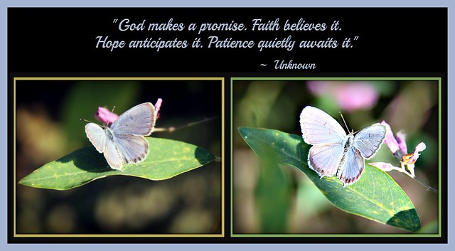 "God makes a promise. Faith believes it. Hope anticipates it. Patience quietly awaits it."