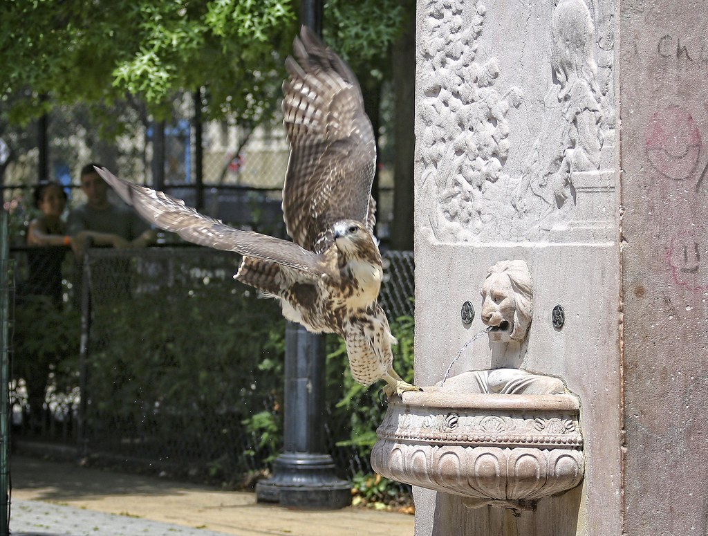 Fledgling hawk at the General Slocum memorial