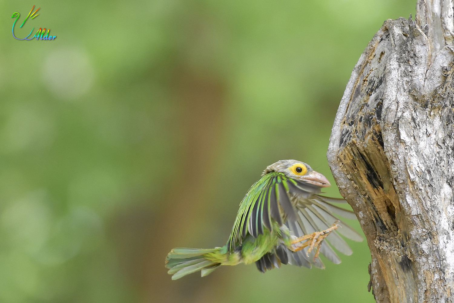 Lineated_Barbet_5855