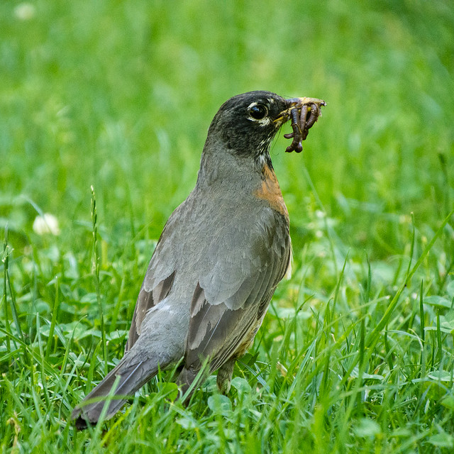 robin with worms