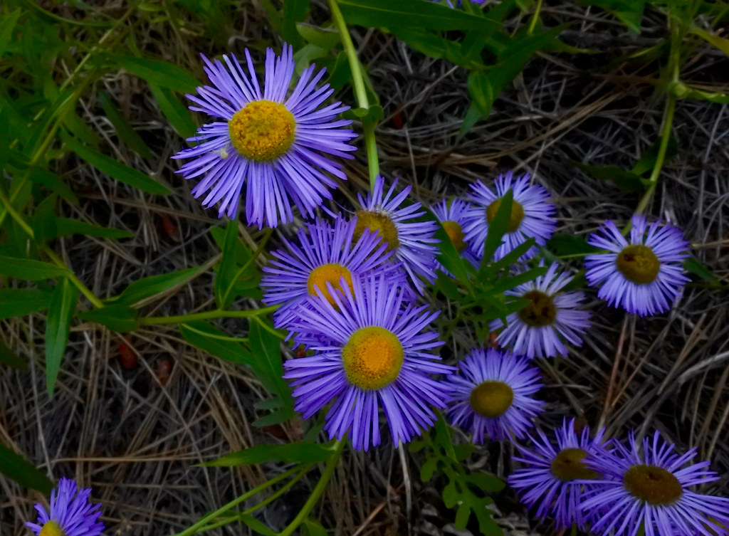Western Mountain Aster