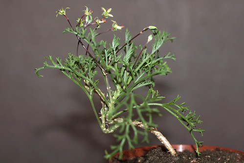 Pelargonium albersii