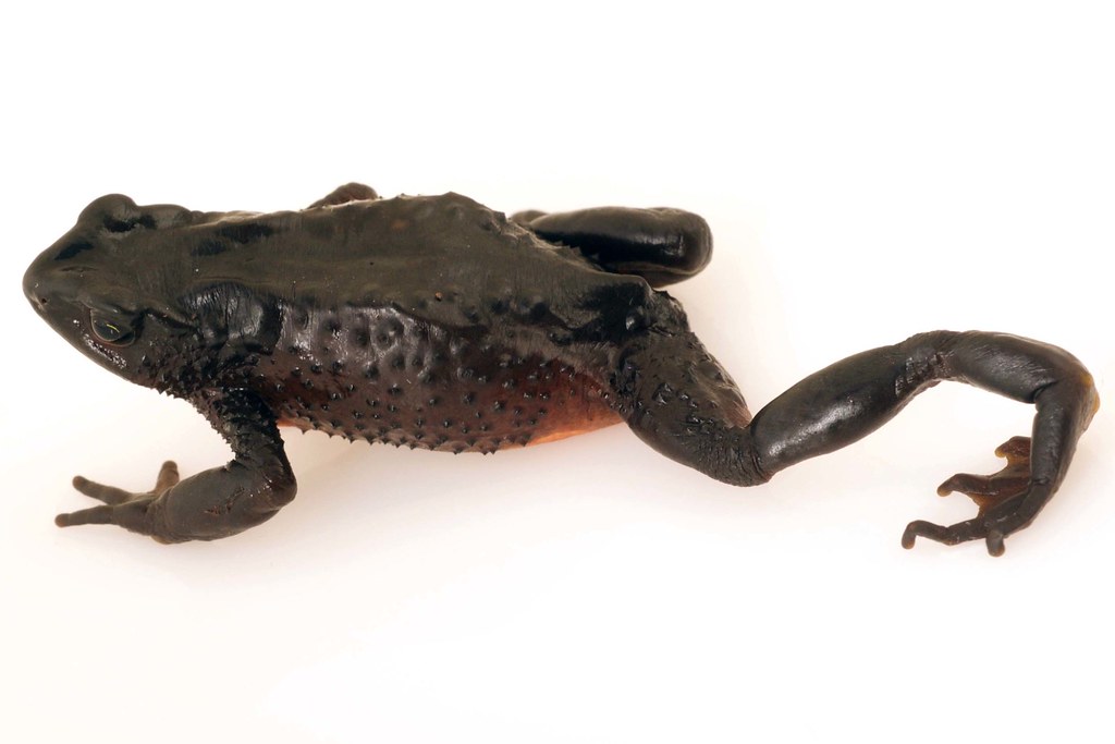 <i>Atelopus ignescens</i> Arlequin Jambato negro de páramo  ♀