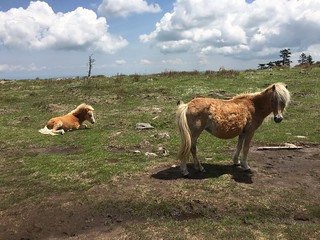 Wild ponies in Grayson Highlands State Park
