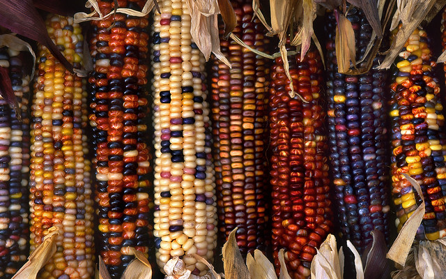 Multi-colored Indian corn at a farm in Marion County, Oregon