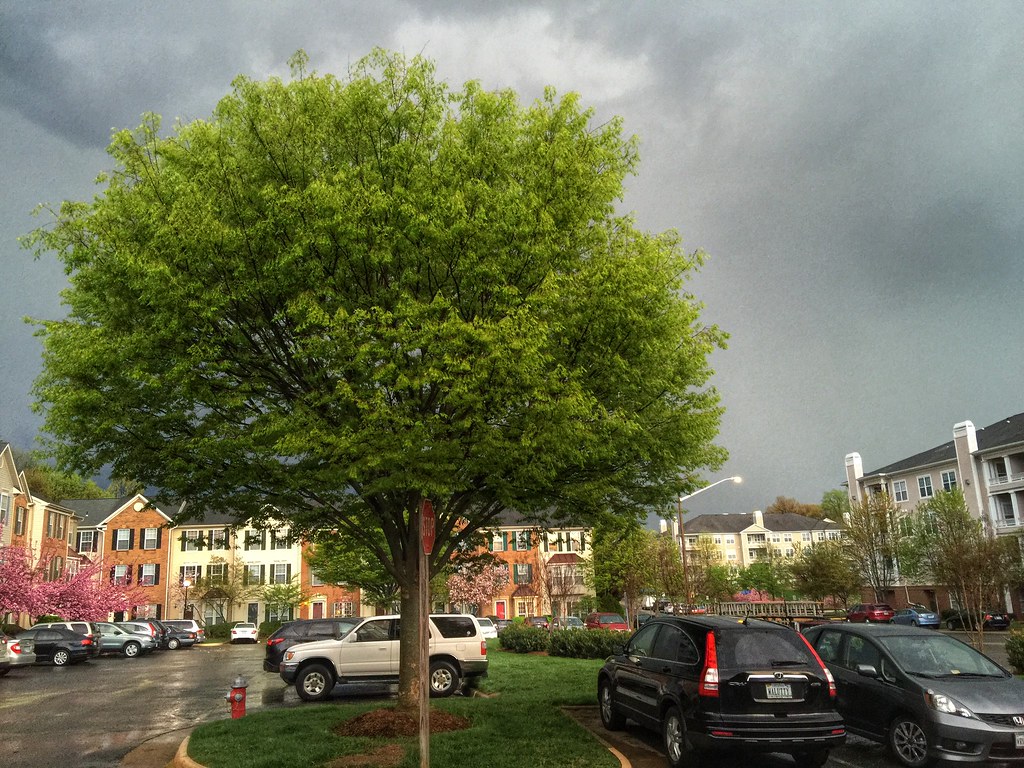 Storm in Spring