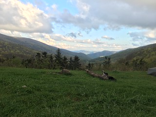 View from my tent at Overmountain Shelter