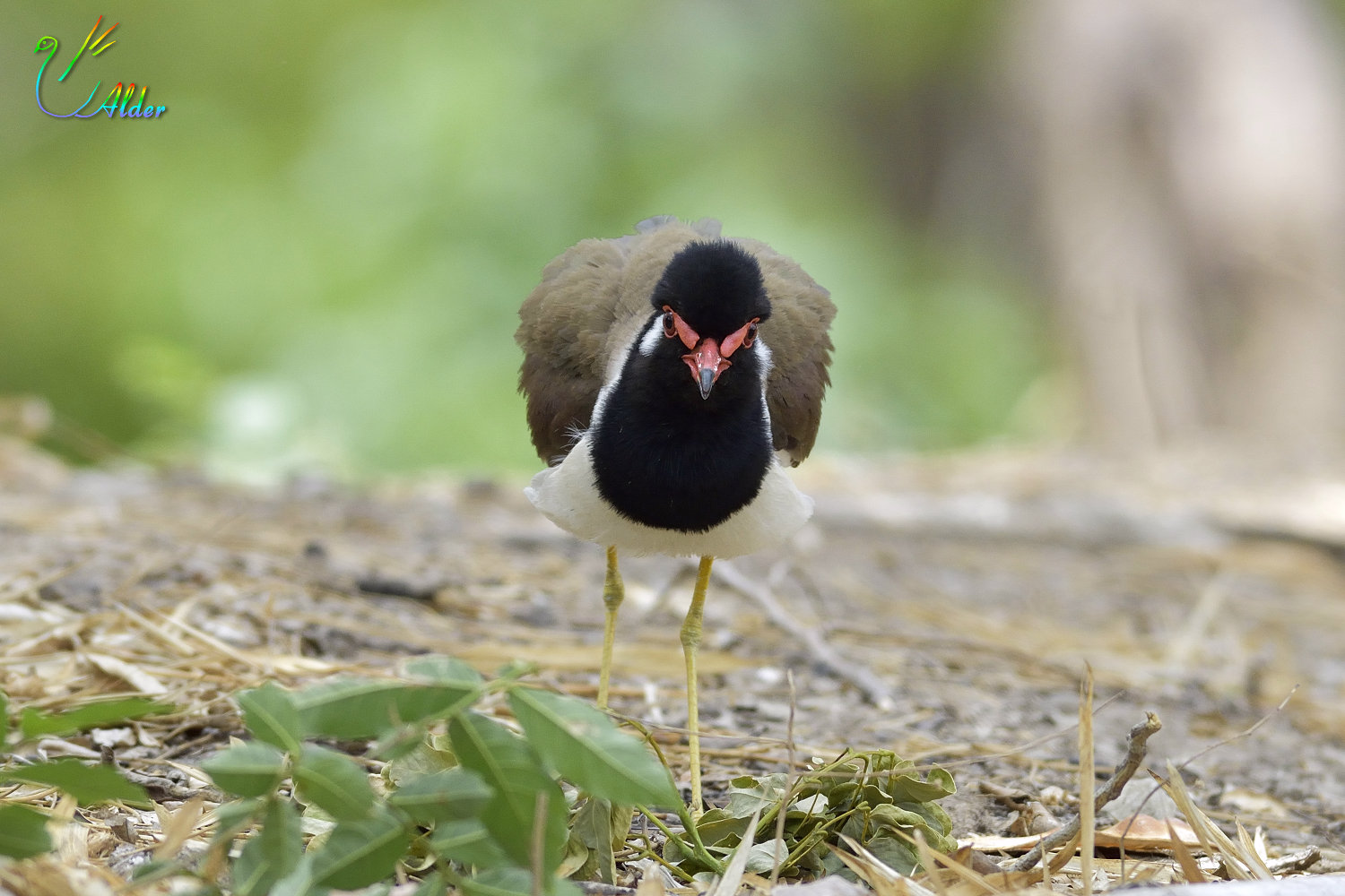 Red-wattled_Lapwing_3784