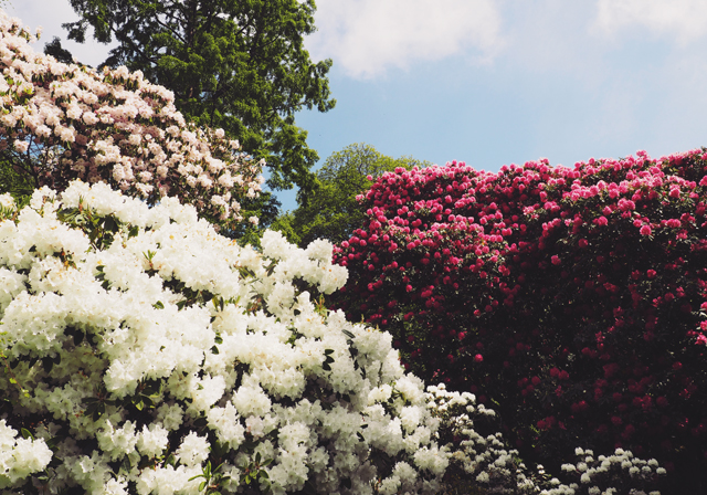 Rhododendrons at Stourhead