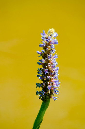PIckerel Flower at Lake Connestee