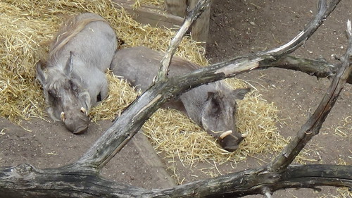London Zoo July 16 wart hogs (2)