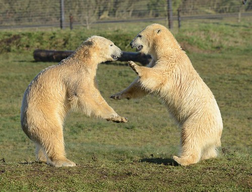 Nobby and Nissan at Yorkshire Wildlife Park