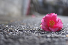 a flower and a road