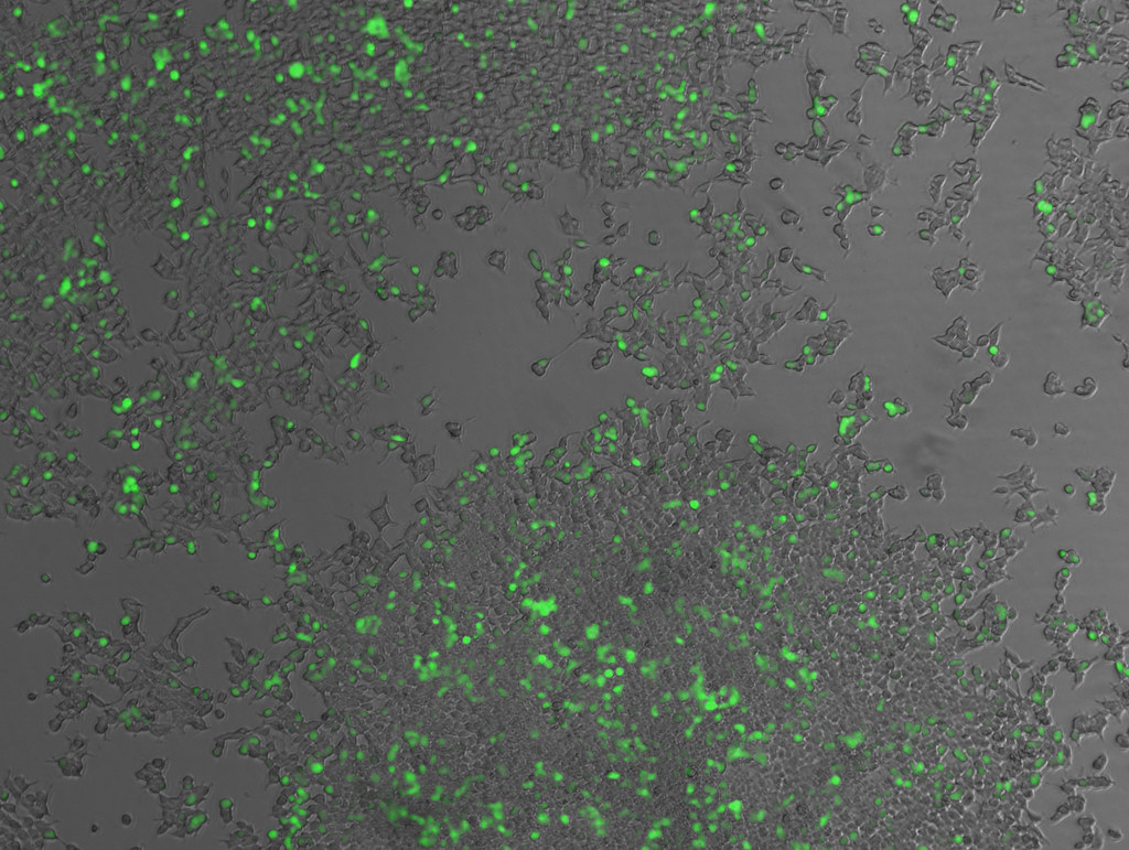 GFP in HEK293T