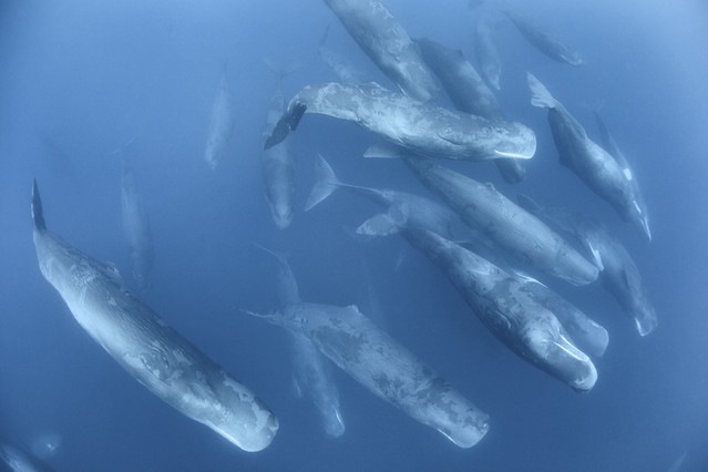 Aggregation of Sperm Whales | Physeter macrocephalus