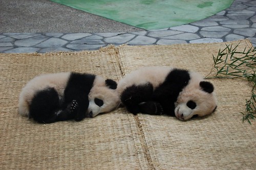 twin baby pandas　双子の赤ちゃんパンダ