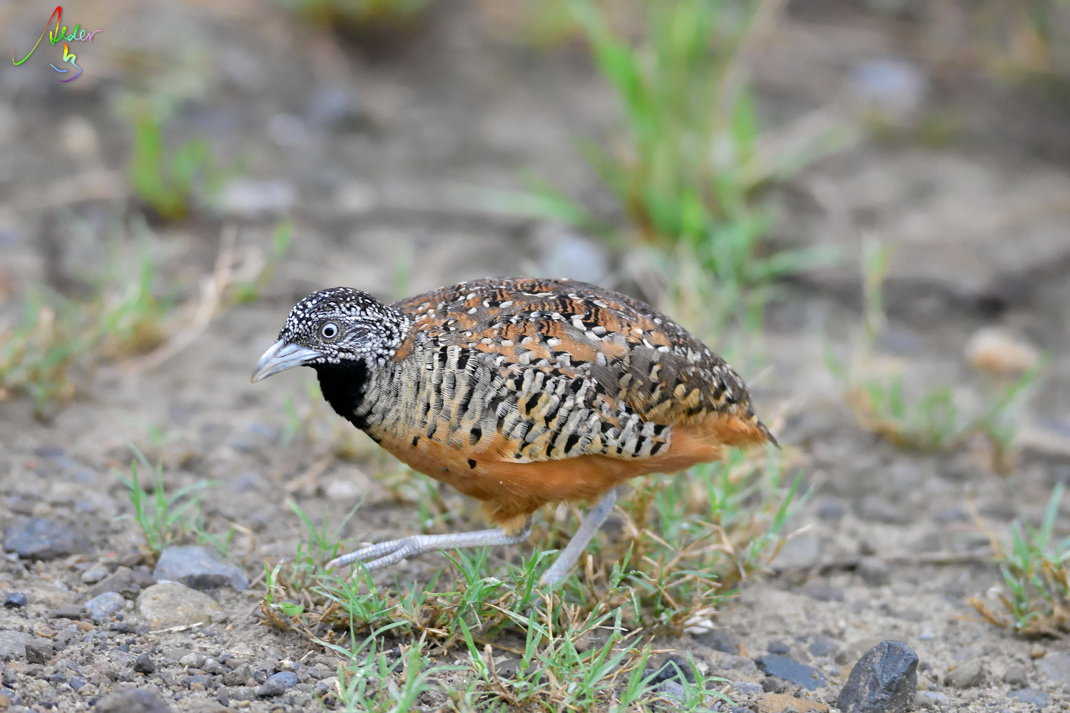 Barred_Buttonquail_1250