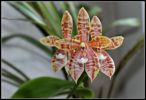 Phalaenopsis Meen Estrella, thalebani (4)