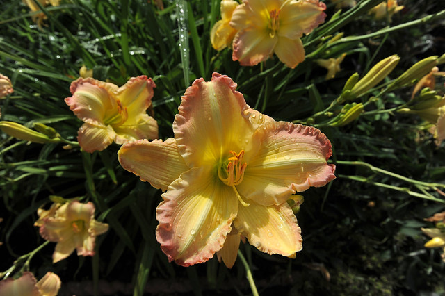 day lilies at Lyndale Park Gardens