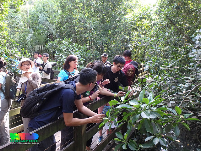 Mangrove flora workshop, Sep 2016: field session at Pasir Ris