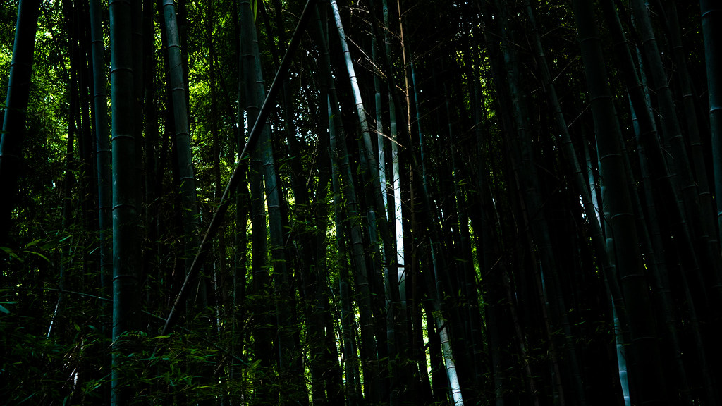 20160827-_1000738_竹林